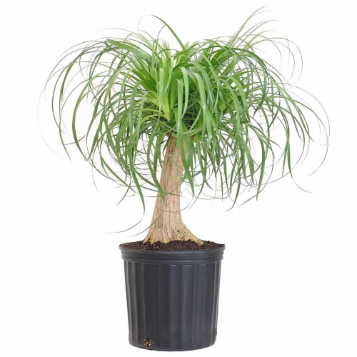 Elephant's Foot Potted Plant (Approximate Delivery is 2-7 Days) Perspective: front