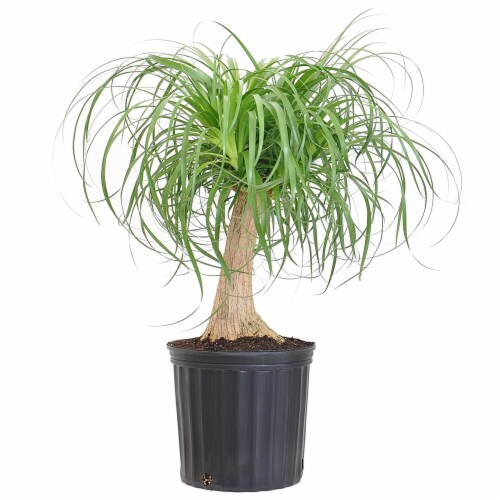 Elephant's Foot Potted Plant (Approximate Delivery is 2-7 Days) Perspective: front