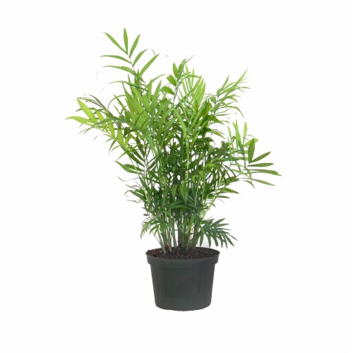 Neanthebella Palm Potted Plant (Approximate Delivery is 2-7 Days) Perspective: front