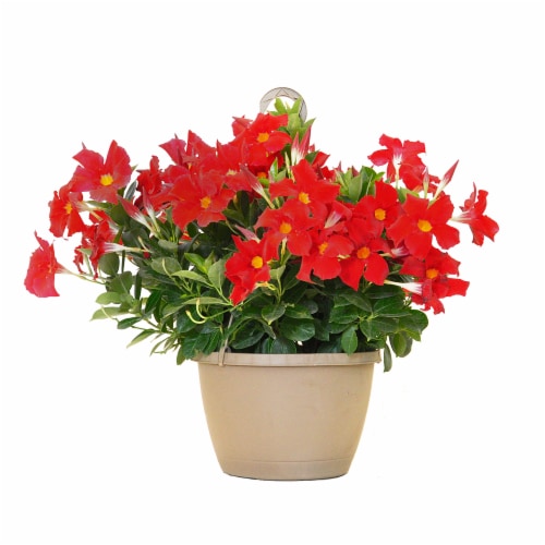 Mandevilla Hanging Basket Plant Red Approximate Delivery Is 2 7 Days 10 Inch Pot Ralphs