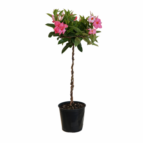United Nursery Mandevilla Pink Topiary Potted Plant Approximate Delivery Is 2 7 Days 9 25 Inch Pot Kroger