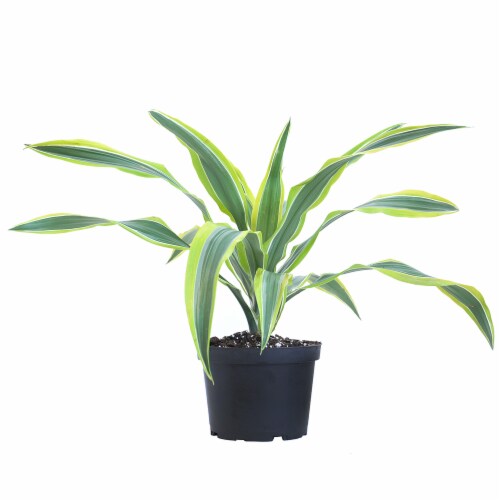 Lemon Lime Warneckii Potted Plant (Approximate Delivery is 2-7 Days) Perspective: front