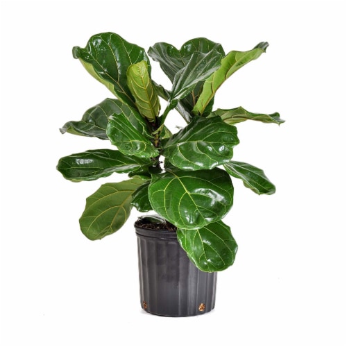Fresh Ficus Lyrata Bush Foliage Plant in 10 inch container Perspective: front