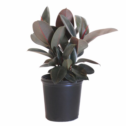 Fresh Ficus Burgundy Foliage Plant in 10 inch container Perspective: front