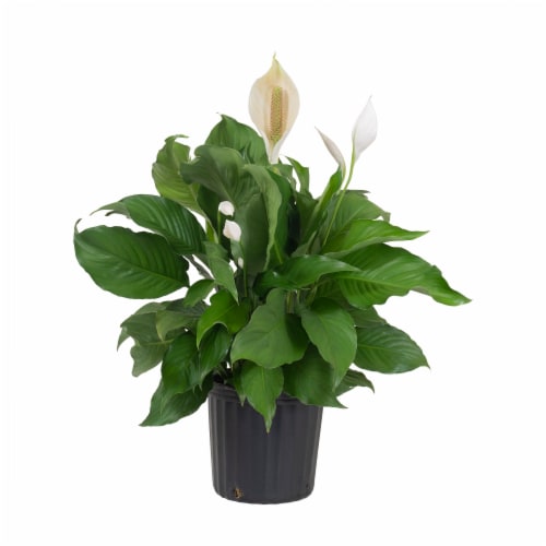 Fresh Spathiphyllum Foliage Plant in 10 inch container Perspective: front
