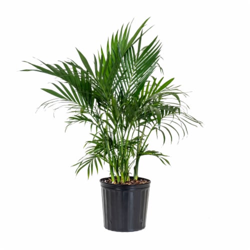 Fresh Cat Palm Foliage Plant in 10 inch container Perspective: front