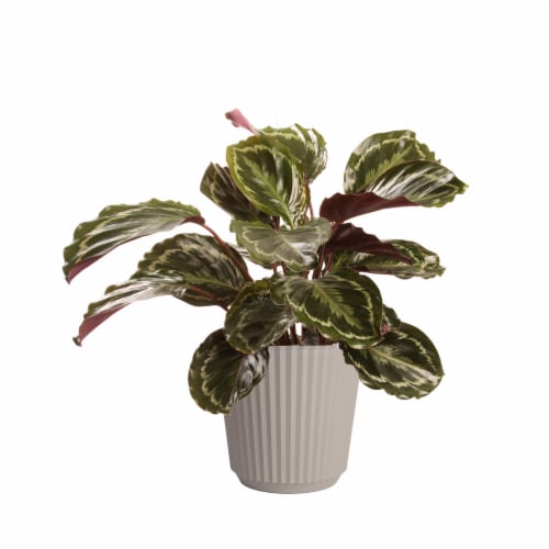 Fresh Potted Calalthea Plant in 10 inch container Perspective: front