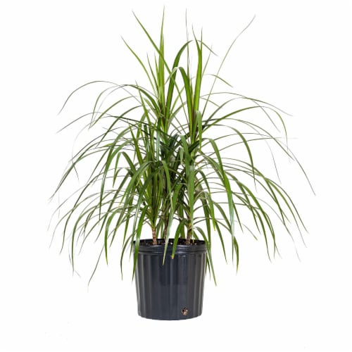 Fresh Dracaena Foliage Plant in 10 inch container Perspective: front