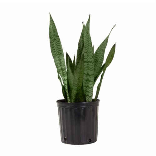 Fresh Sansevieria Foliage Plant in 10 inch container Perspective: front