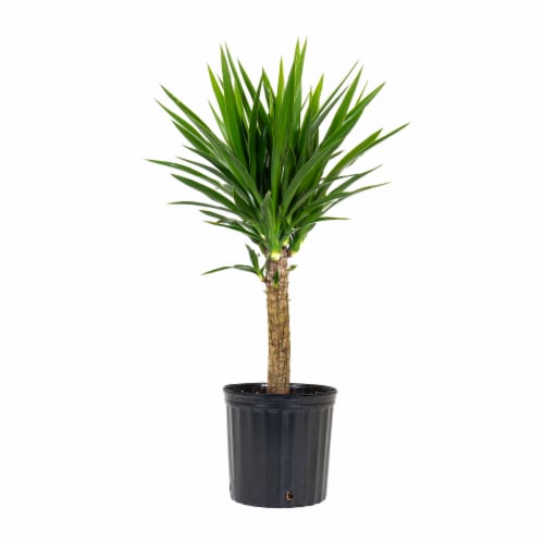 Fresh Yucca Foliage Plant in 10 inch container Perspective: front