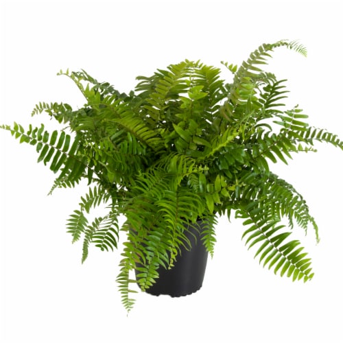 Fresh Macho Foliage Plant in 10 inch container Perspective: front