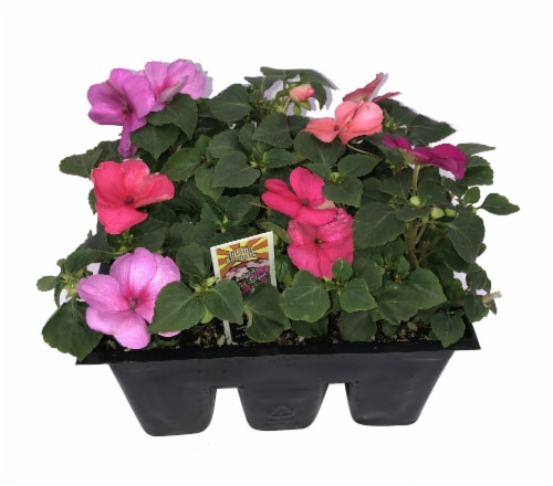 Fresh Impatiens Solid Flat Perspective: front