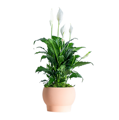 Fountain of Youth Floral Houseplant Perspective: front
