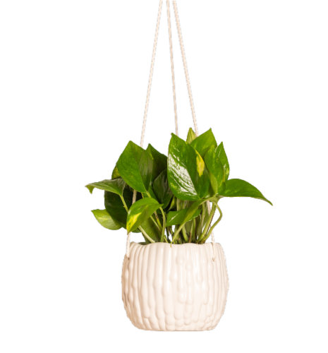 LiveTrends Drip Hanging Potted Plant Perspective: front