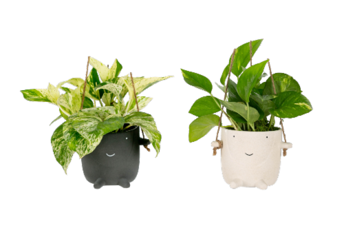 LiveTrends Bambini House Plant Perspective: front