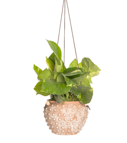 LiveTrends Paleo Potted Plant Perspective: front