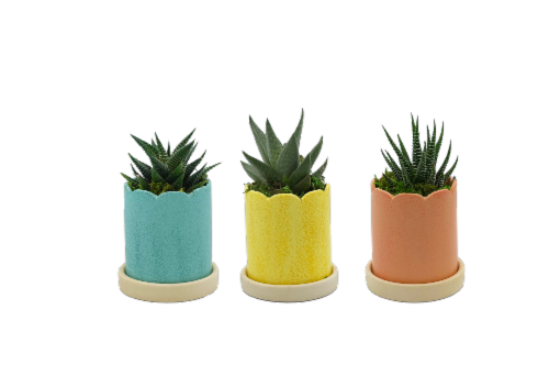 LiveTrends Buttercup Potted Succulent - Assorted Perspective: front