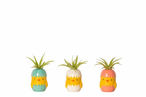 LiveTrends Chicky Potted Plant - Assorted Perspective: front
