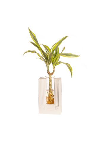 Nourish Small House Plant Perspective: front