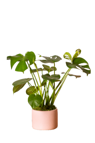 Verdure Potted House Plant Perspective: front
