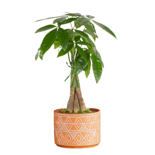 LiveTrends Neu Mishima House Plant Perspective: front