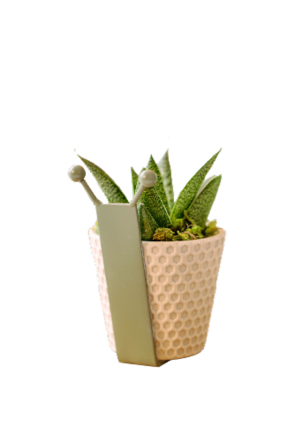 LiveTrends Sully Snail Succulent Potted Plant Perspective: front