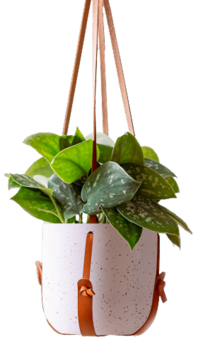 LiveTrends Sycamore Potted Plant Perspective: front