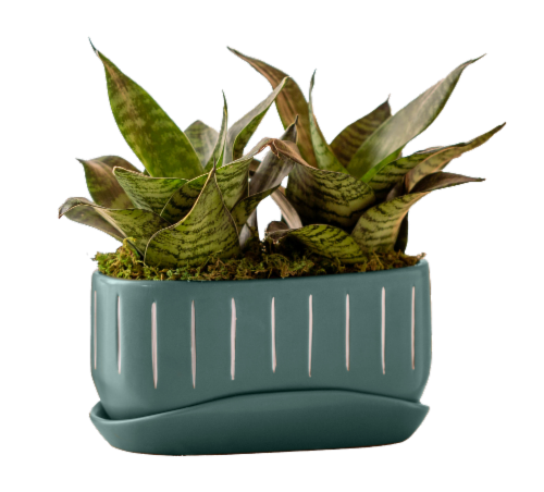 Harvest Garden Potted Plant Perspective: front