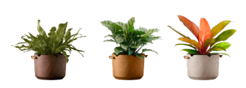 LiveTrends Walnut Plants Perspective: front
