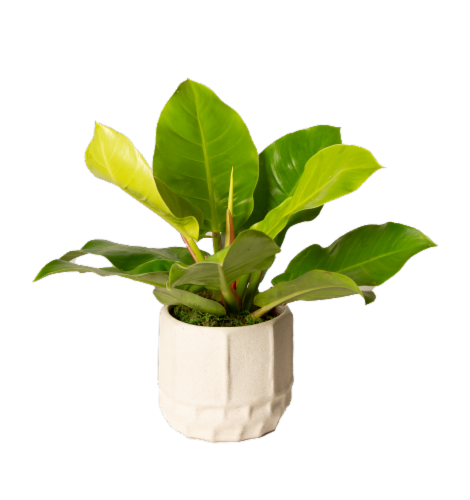 LiveTrends Daybreak Potted Plants Perspective: front