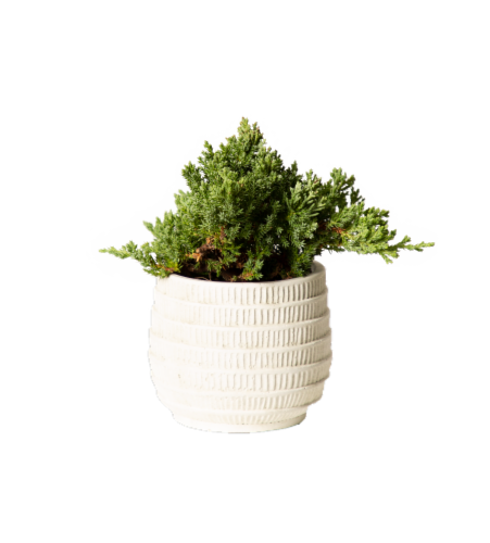 LiveTrends Genevieve Potted Plant Perspective: front