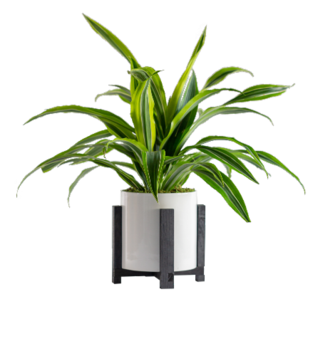 LiveTrends Exra Plant Perspective: front