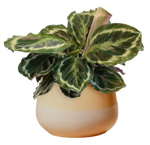 LiveTrends Honey Potted Plant Perspective: front