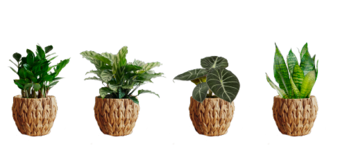 Braid Plant in Basket Perspective: front
