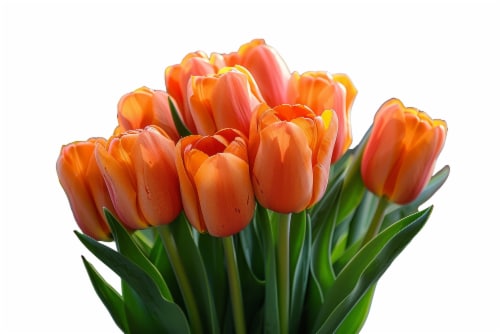 Lexiflor Inc. Tulip Icoon Perspective: front
