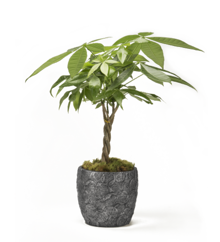 Gift of Luck Indoor Plant Perspective: front