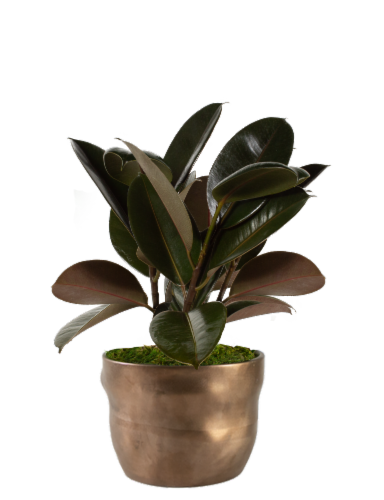LiveTrends Vorta Potted Plants Perspective: front
