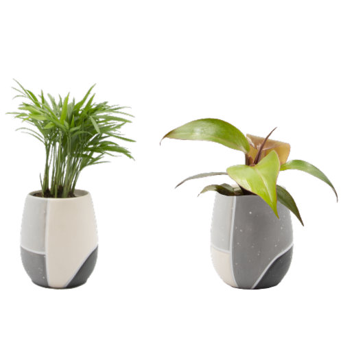 Brut Potted Plant Perspective: front