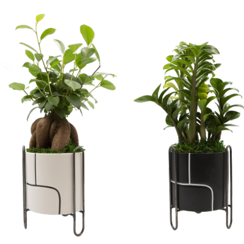 Breuer Indoor Potted Plant Perspective: front
