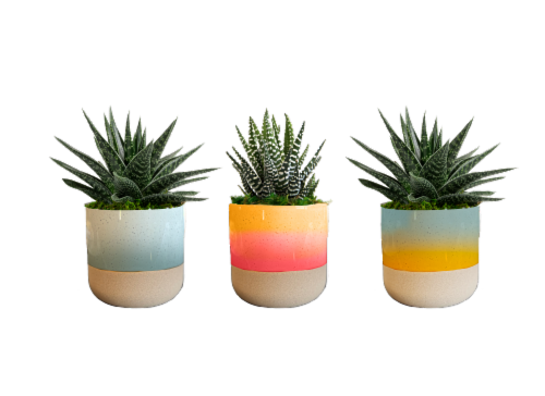LiveTrends Pastel Ceramic Planters Perspective: front