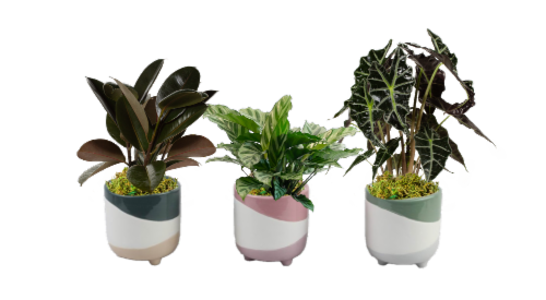 LiveTrends Rolling Hills' House Plant Perspective: front