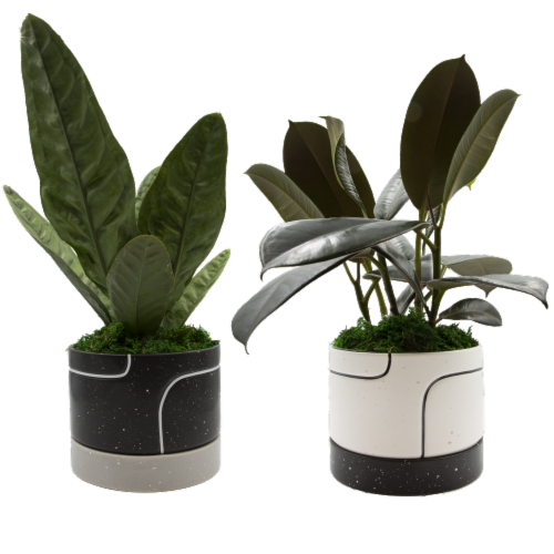 Kahn Potted Plant Perspective: front