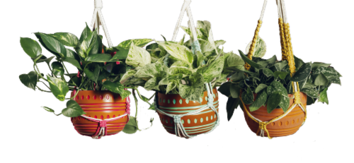 Javari Potted Plant Perspective: front