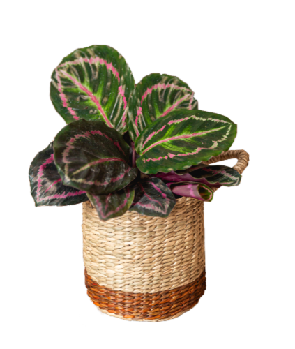 Plantera Perspective: front