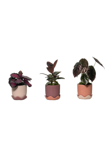 LiveTrends flowers Perspective: front
