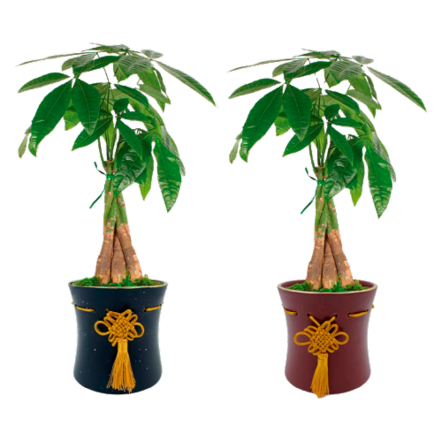 LiveTrends Mystic Plant Perspective: front