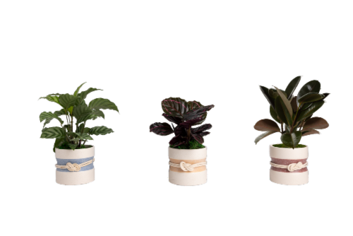 LiveTrends Ceramic Planter Perspective: front