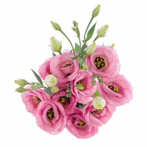 Lisianthus Perspective: front