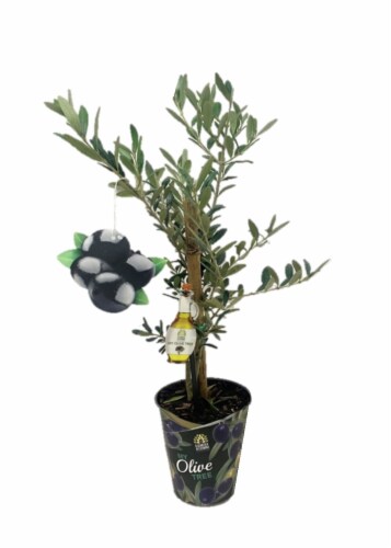 Elizabeth & Alexandra Nursery Olive Tree Perspective: front