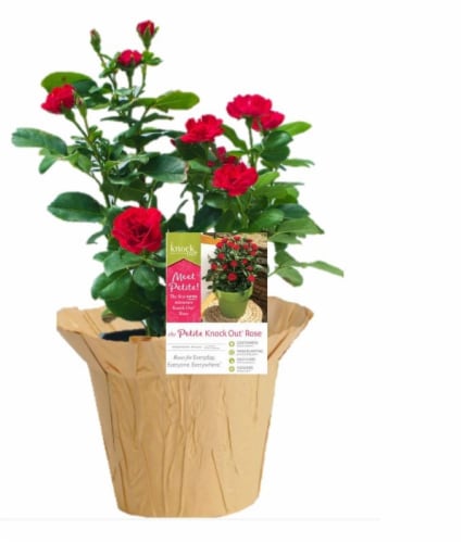 Knock Out® Petite Potted Rose Perspective: front